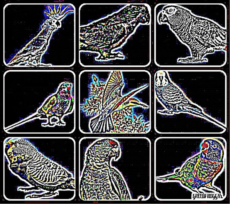 Nine Birds in Panels