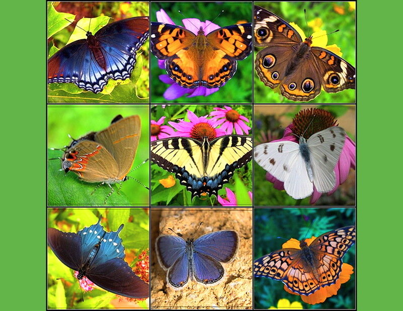 Nine Butterflies on Flowers
