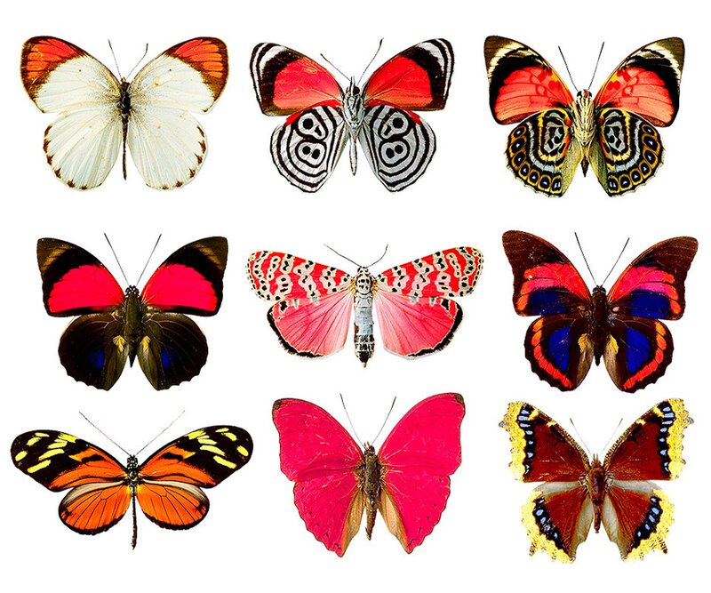 Nine Butterflies