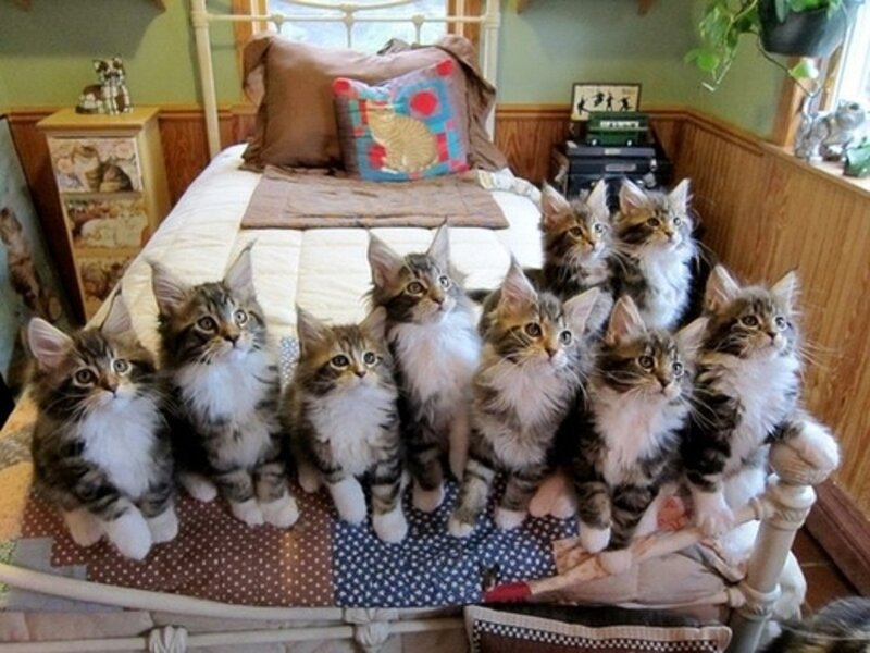 Nine Kittens on Bed