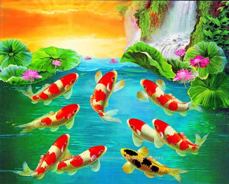 Nine Koi Fish in Pond