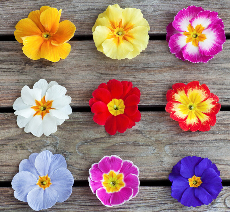 Nine Primrose Flowers