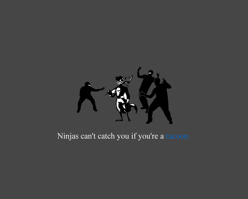 Ninjas can't catch a raccoon