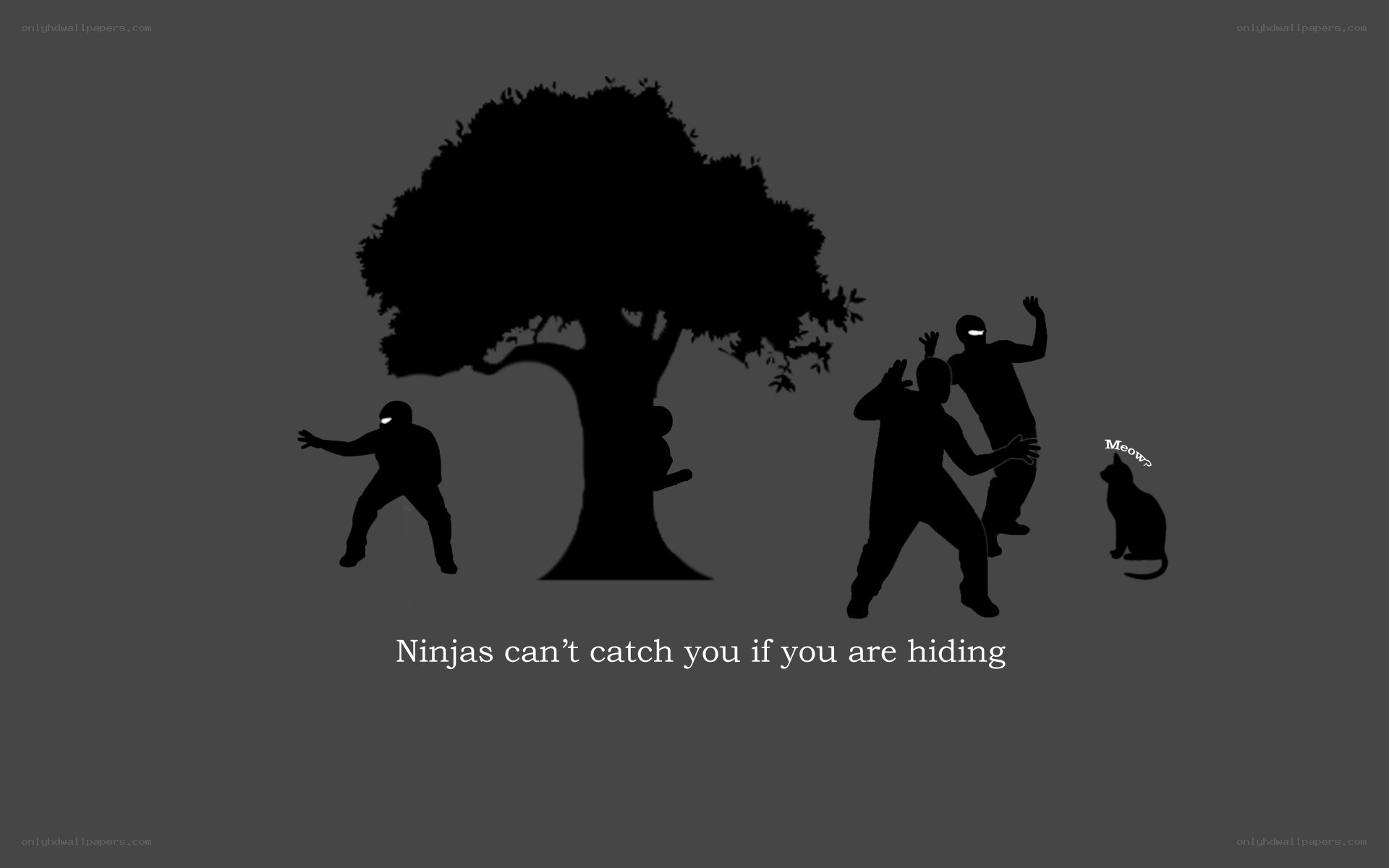 Ninjas hiding from a cat