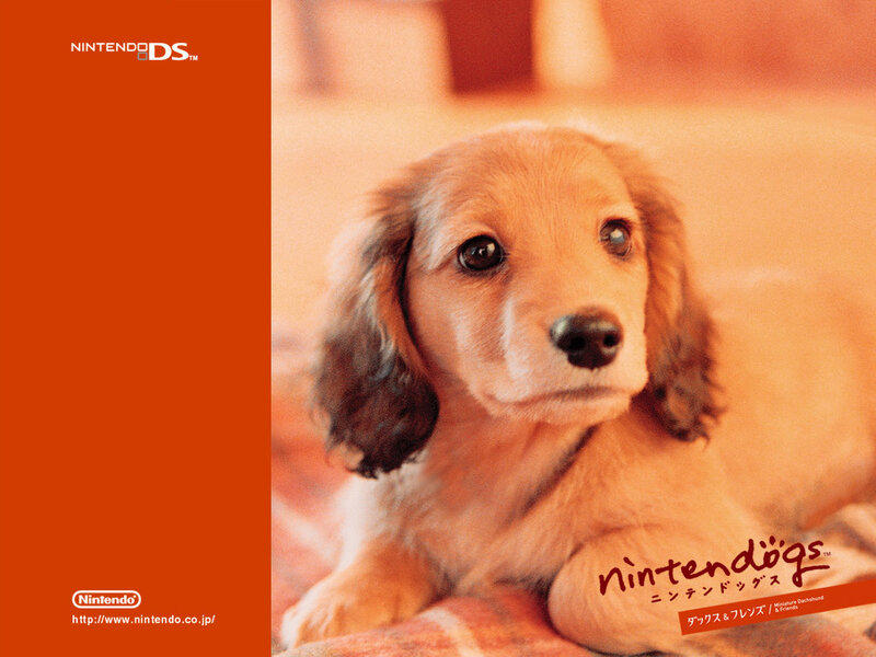 Nintendo DS dog wallpaper