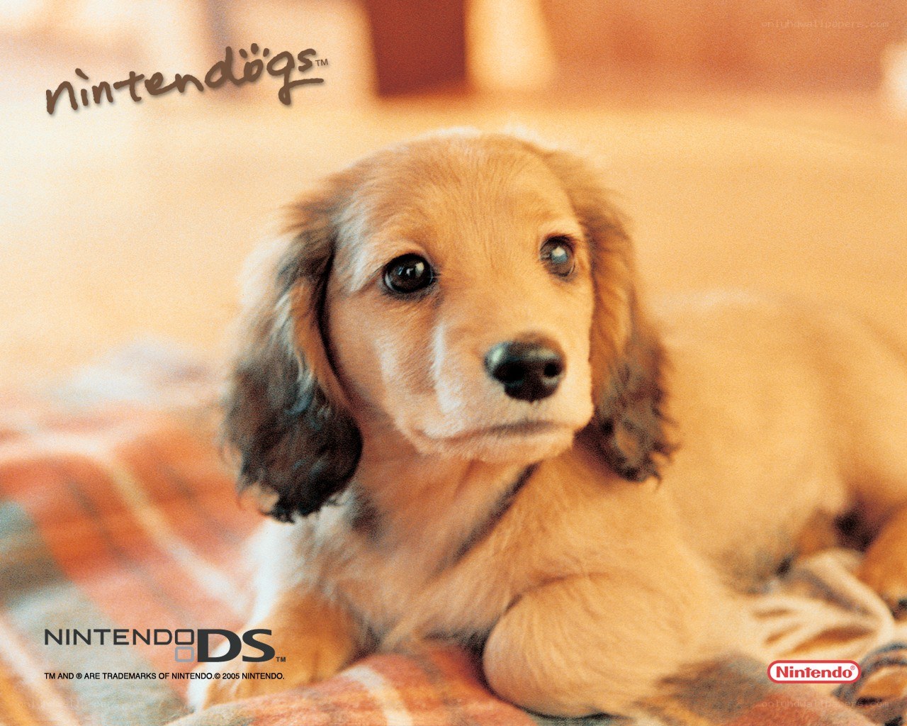 Nintendogs puppy wallpaper