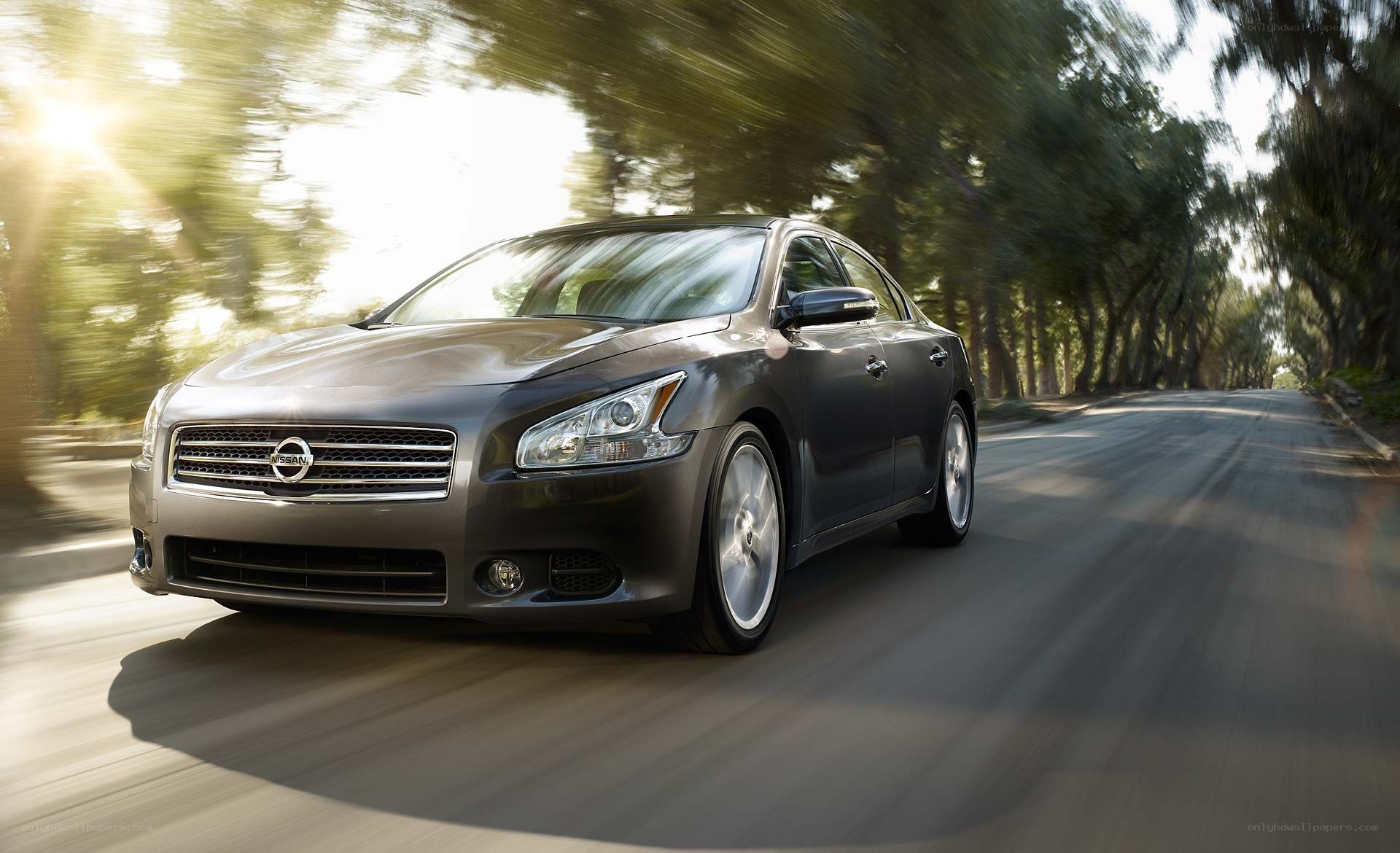 Nissan Maxima driving on a tree-lined road