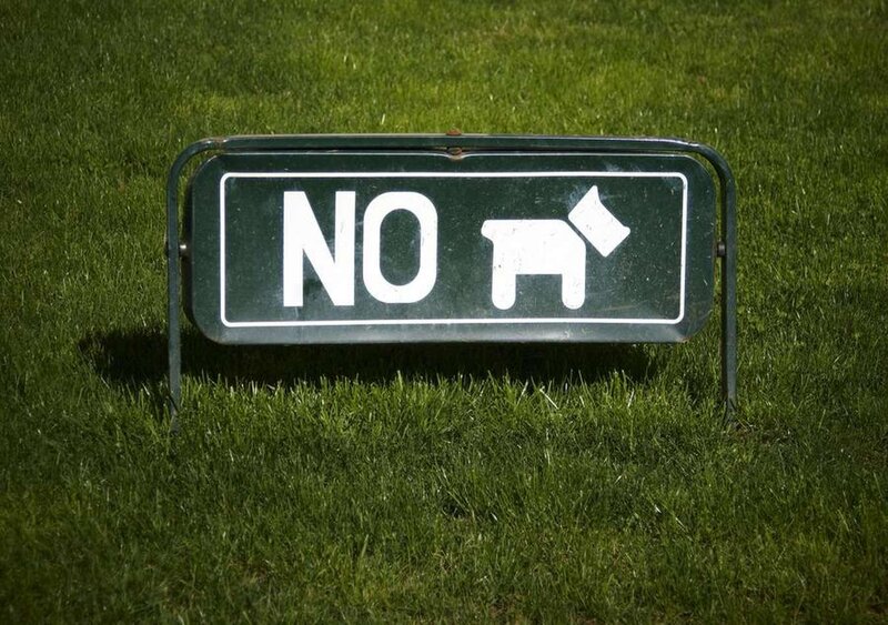 No Dogs Sign