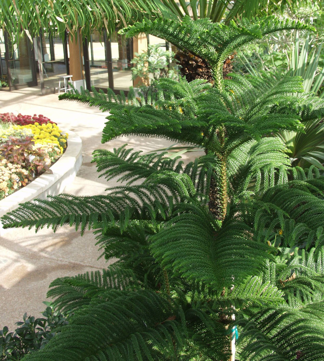 Norfolk Island pine in a conservatory