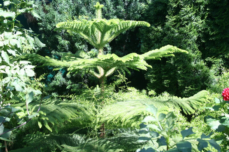 Norfolk Island Pine Tree