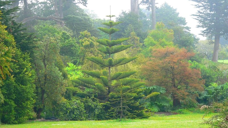 Norfolk Pine Tree — Green