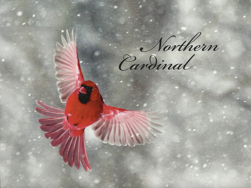 Northern Cardinal in Flight