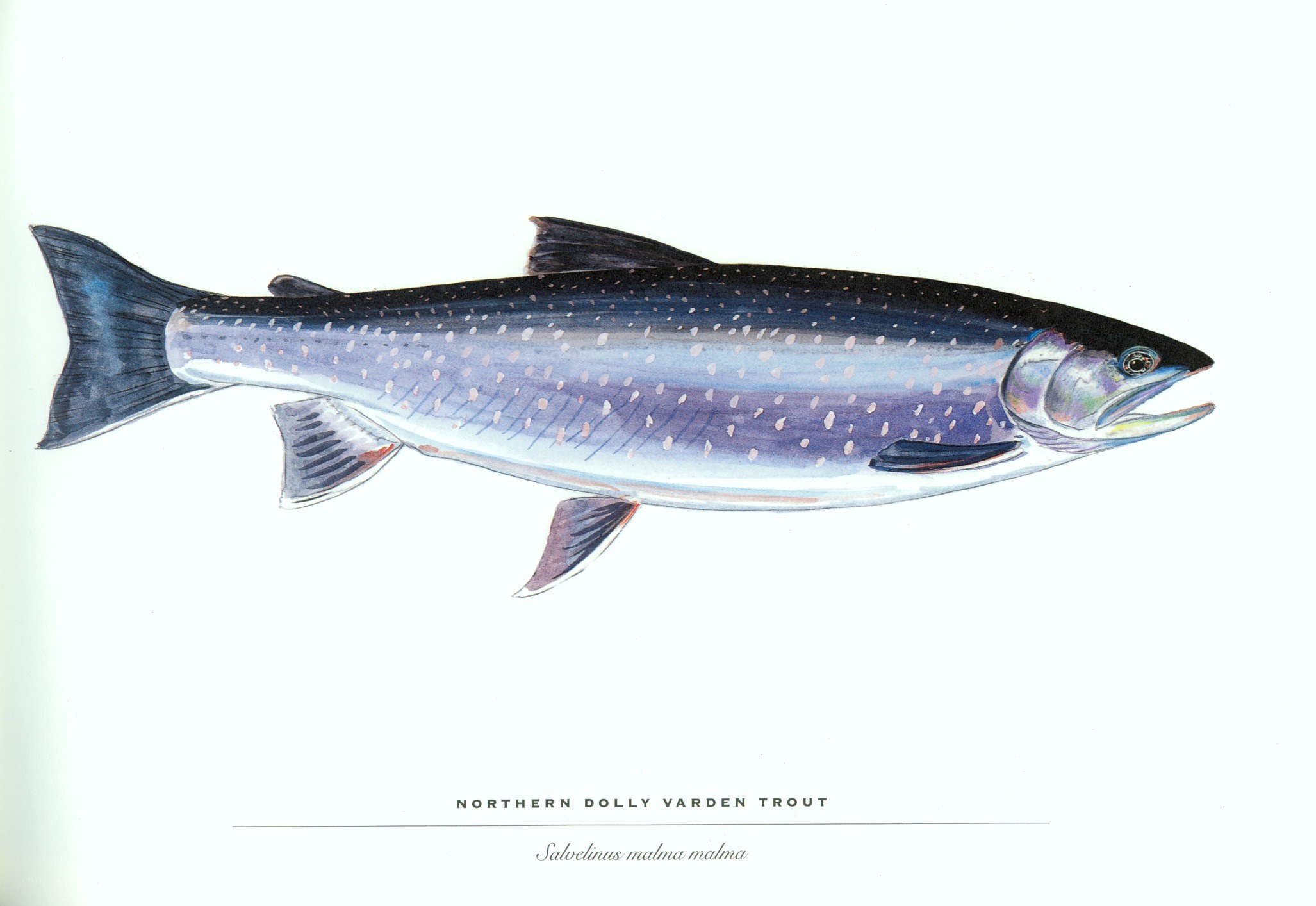 Northern Dolly Varden Trout