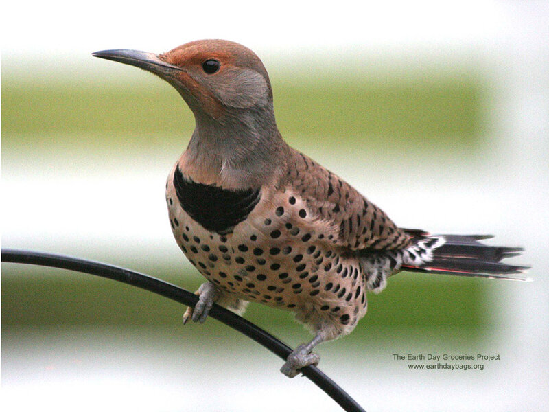 Northern Flicker perched on wire