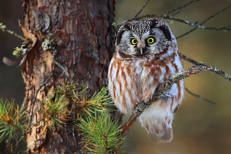 Northern Hawk-owl — Brown, Alert