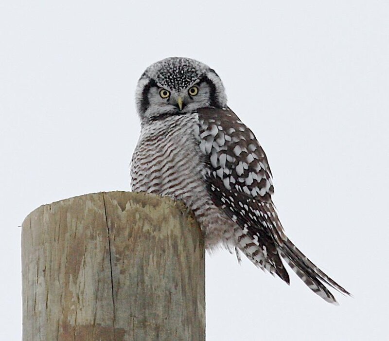 Northern hawk-owl perched on post