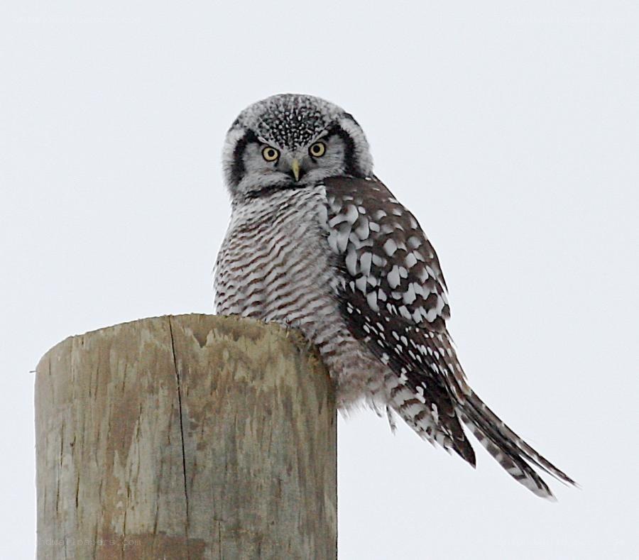 Northern hawk-owl perched on post