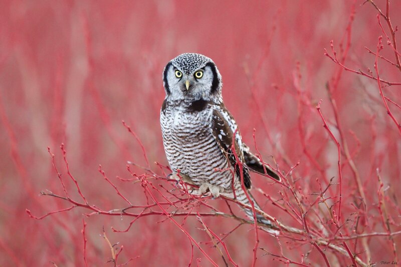 Northern Hawk-owl — Red