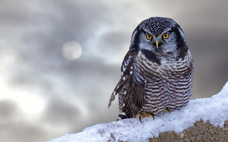 Northern Hawk-owl — White
