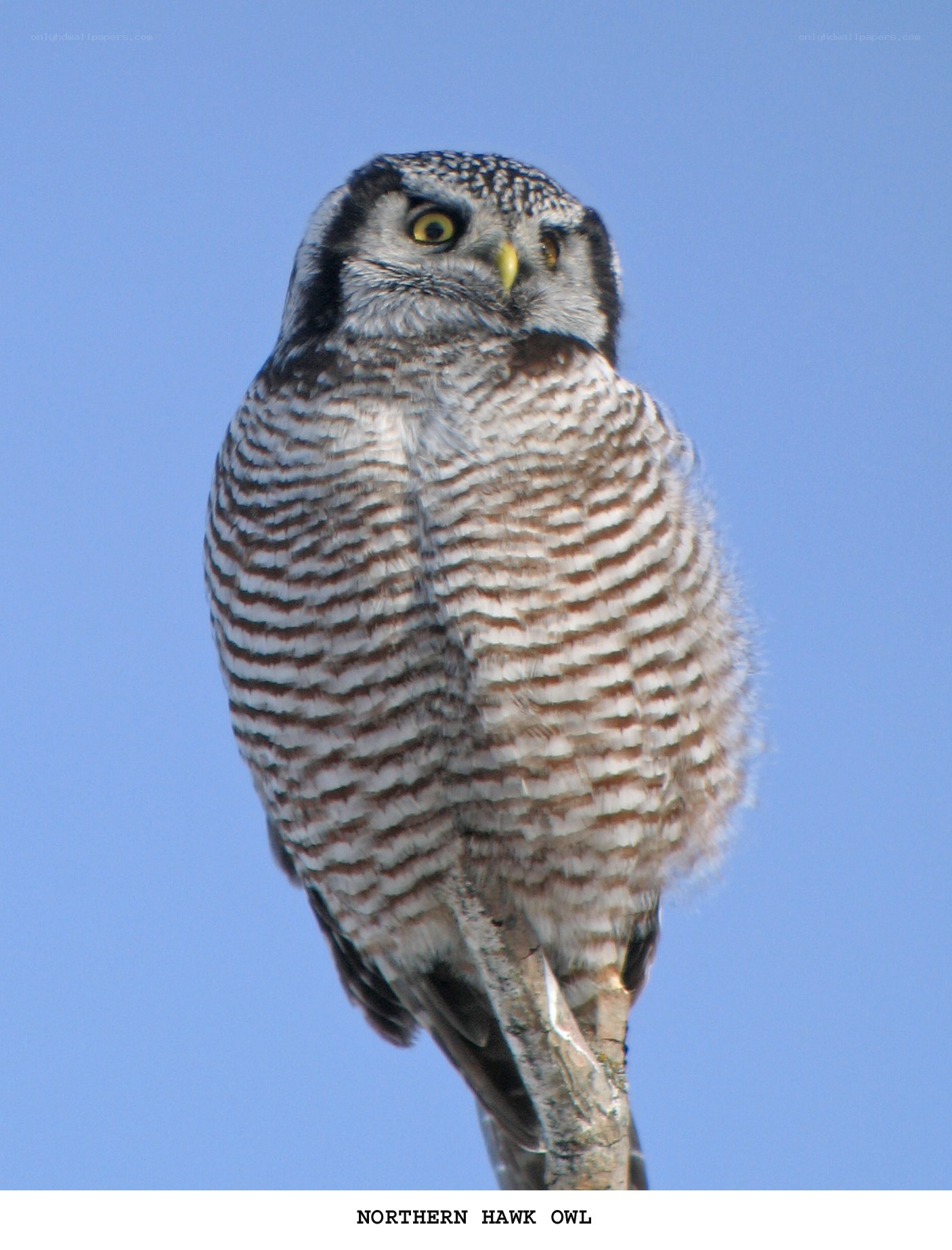 Northern Hawk Owl