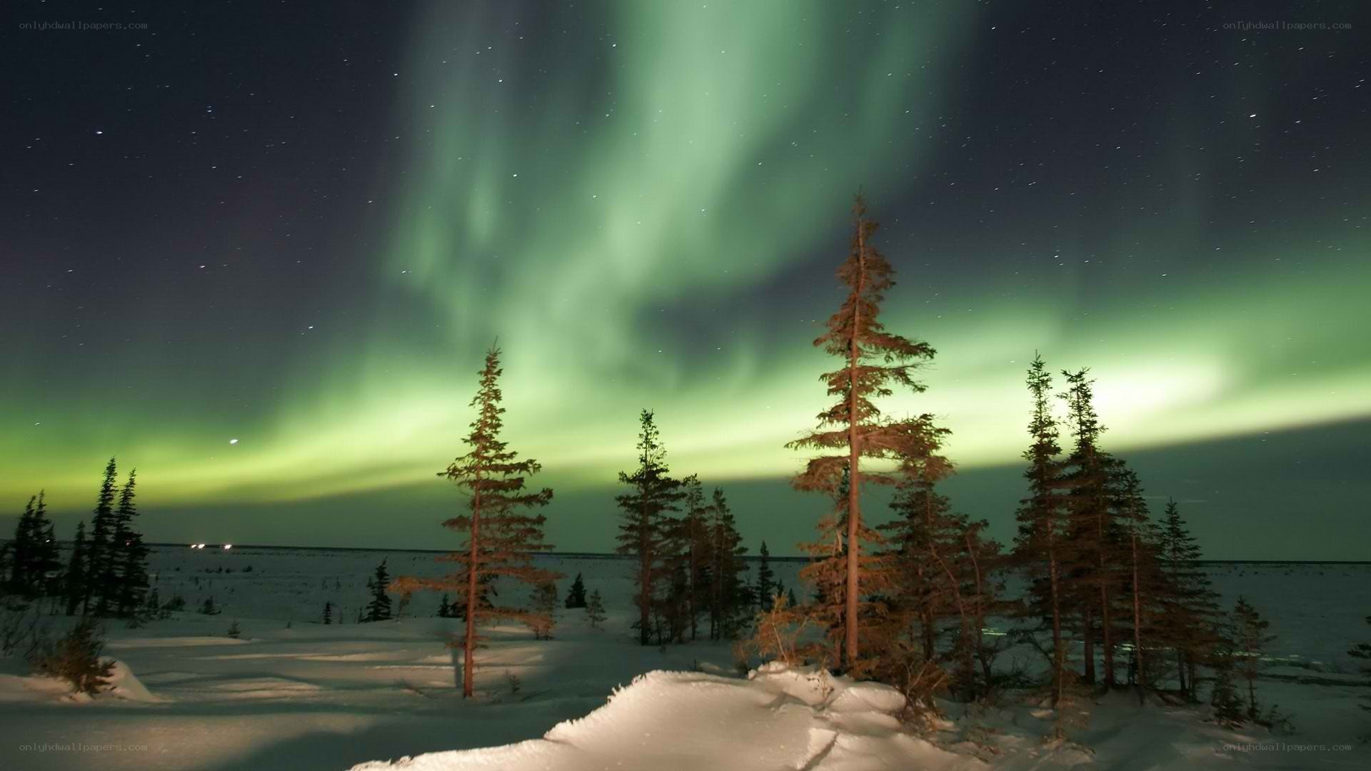 Northern Lights over snowy forest