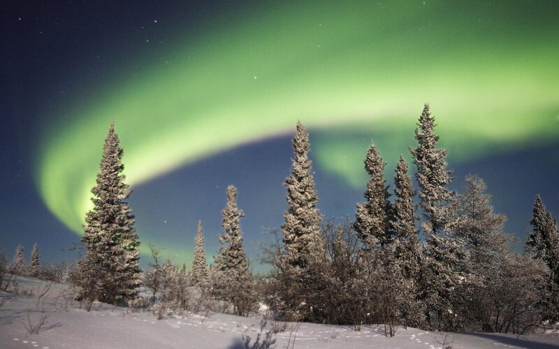 Northern Lights over Trees