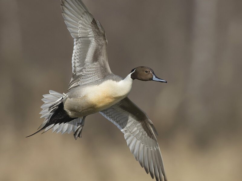 Northern Pintail Duck in Flight