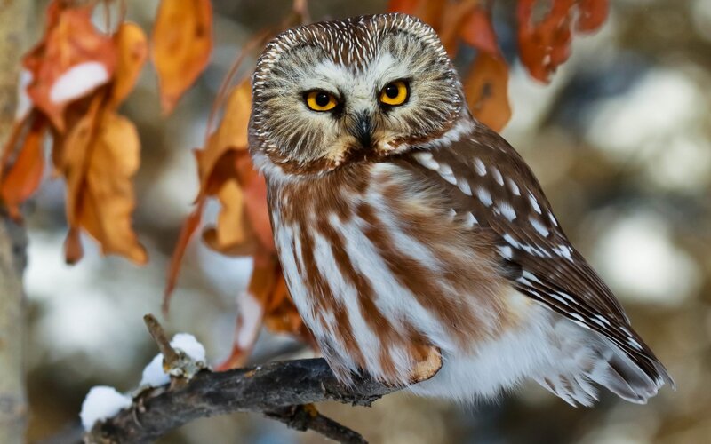 Northern Saw-whet Owl — Brown, Alert, Autumn