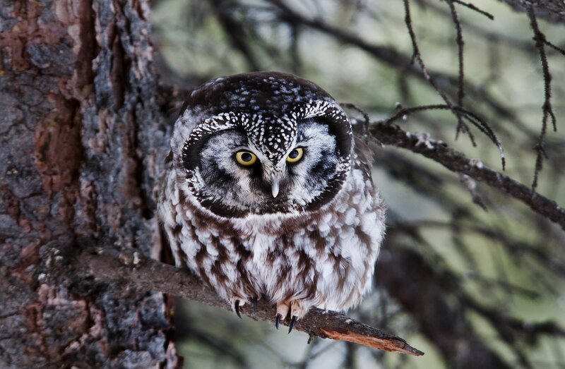 Northern Saw-whet Owl — Brown, Alert