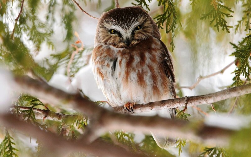 Northern Saw-whet Owl — Brown, Calm