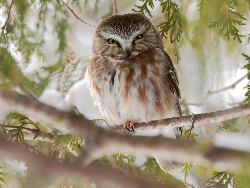 Northern Saw-whet Owl — Brown