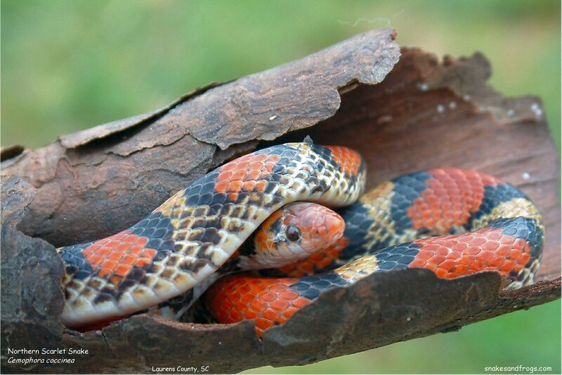 Northern Scarlet Snake
