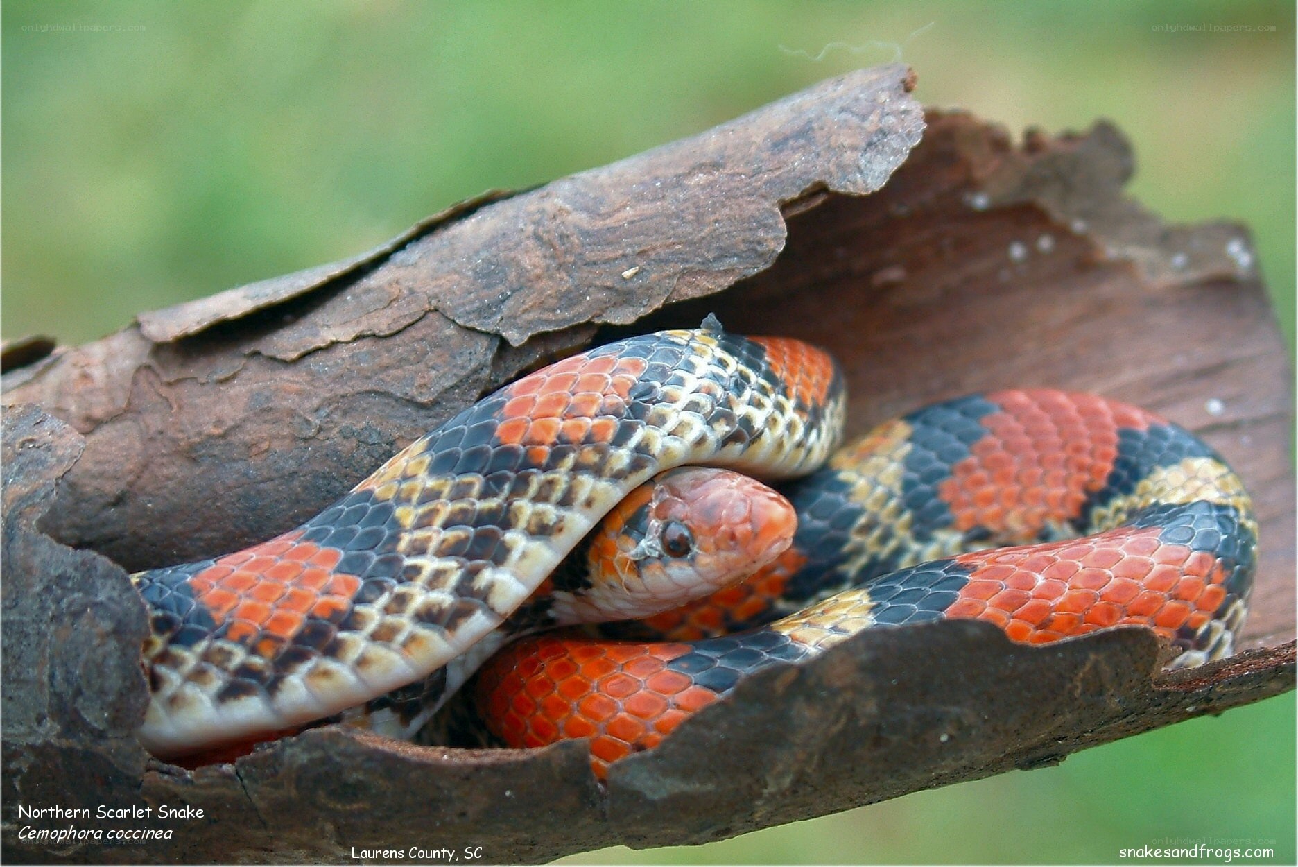 Northern Scarlet Snake