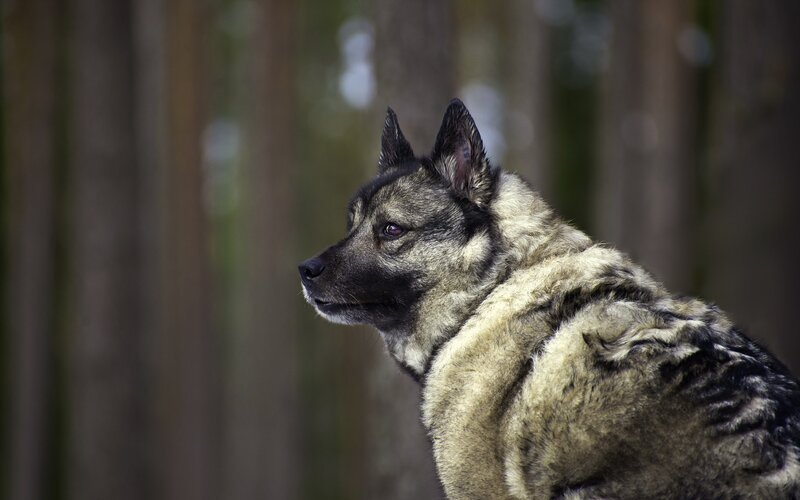 Norwegian Elkhound — Brown