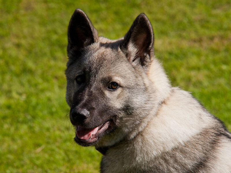 Norwegian Elkhound — Gray