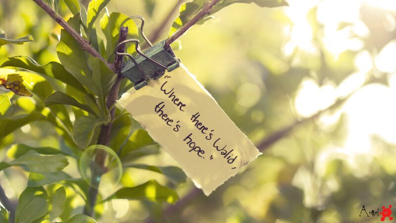 Note on Tree Branch — Green, Serene, Morning, Photograph, Clip