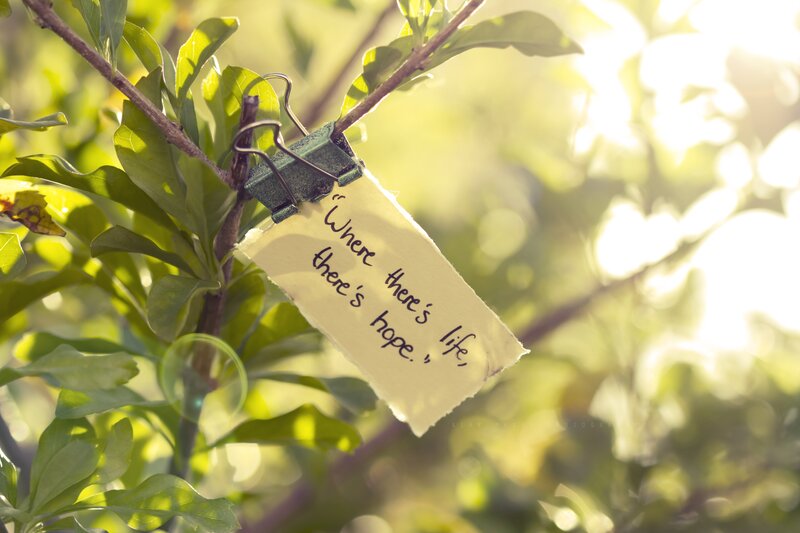 Note on Tree Branch — Green, Serene, Morning, Photograph, Paper Note, Clip, Leaves