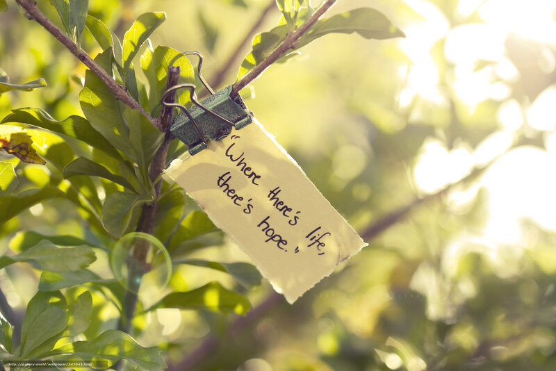 Note on Tree Branch — Green, Serene, Morning, Photograph