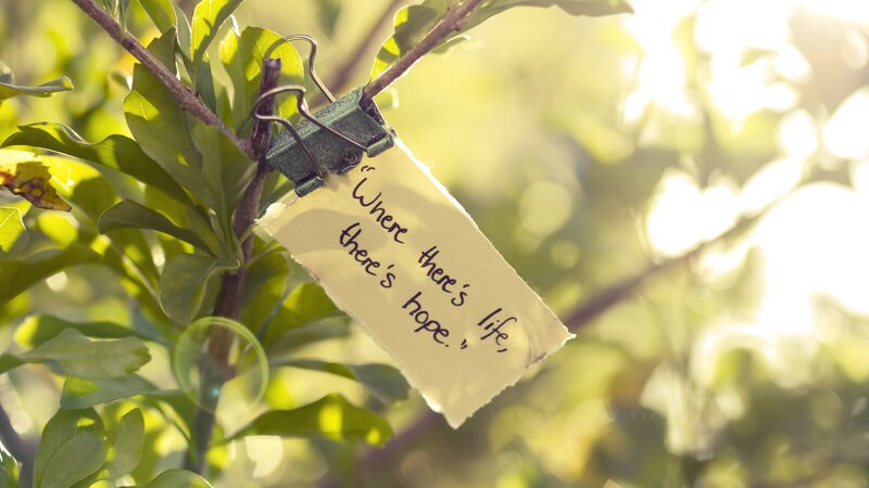 Note on Tree Branch — Green, Serene, Morning
