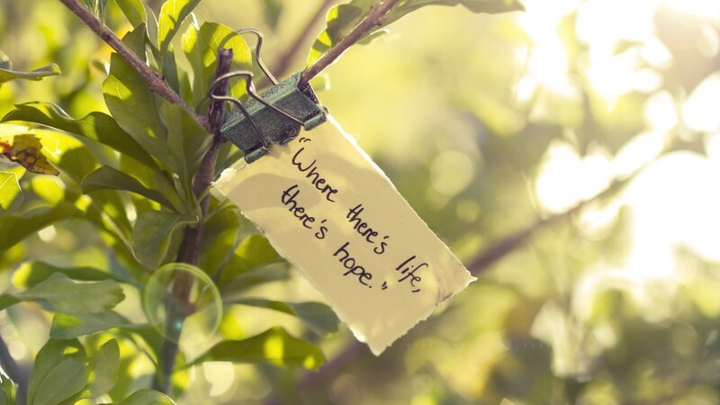 Note on Tree Branch — Green, Serene