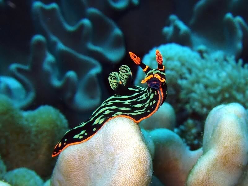 Nudibranch on Coral — Black