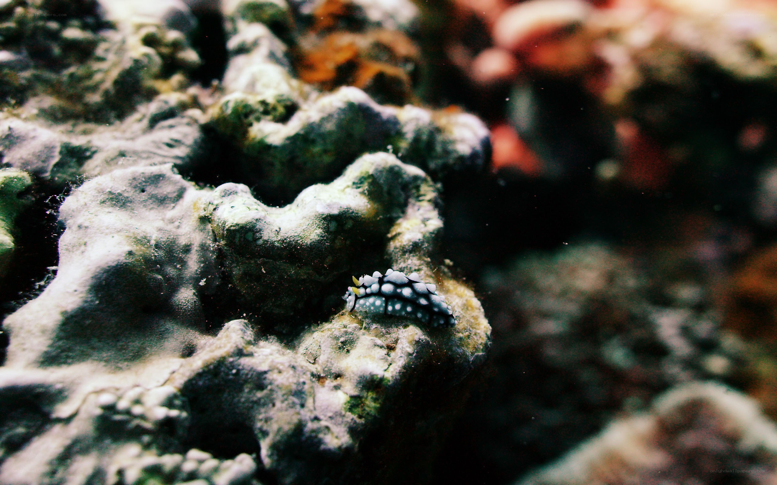 nudibranch on coral reef