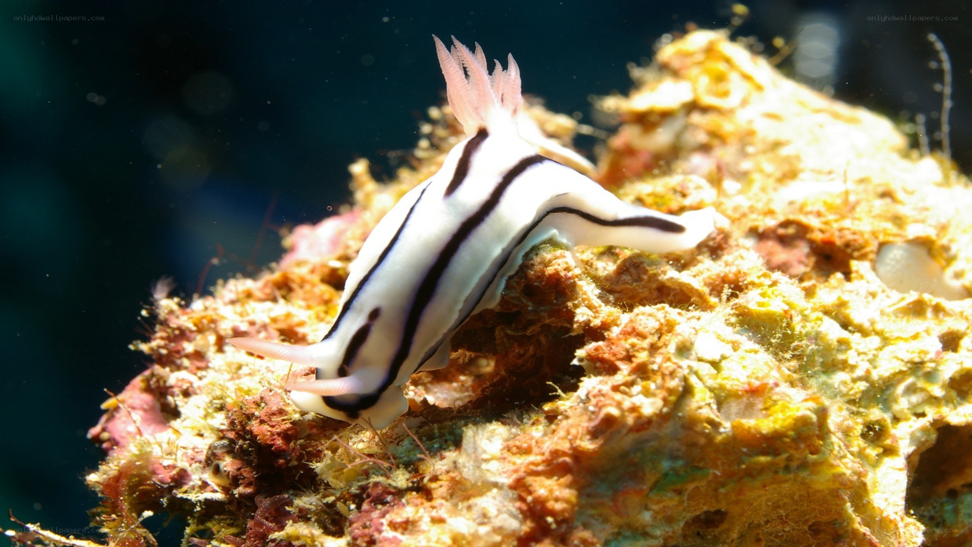 Nudibranch on coral reef