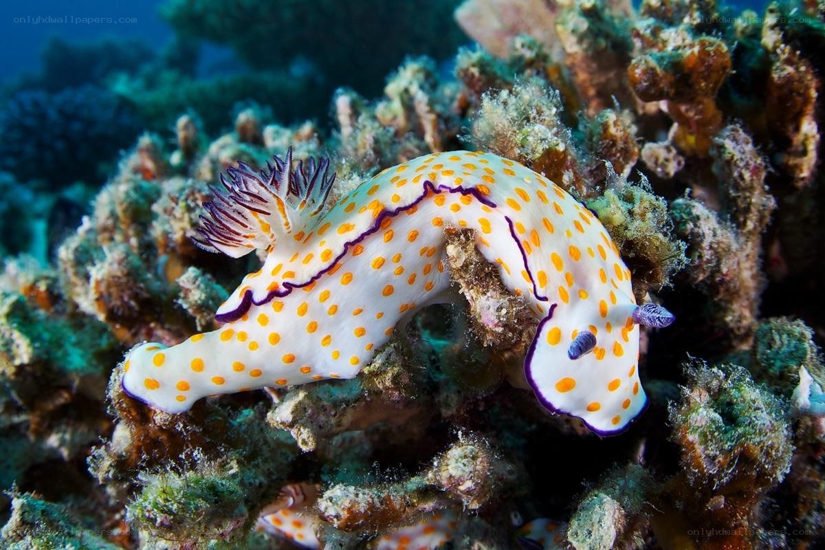 Nudibranch on coral reef