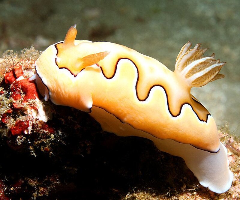 Nudibranch on coral reef