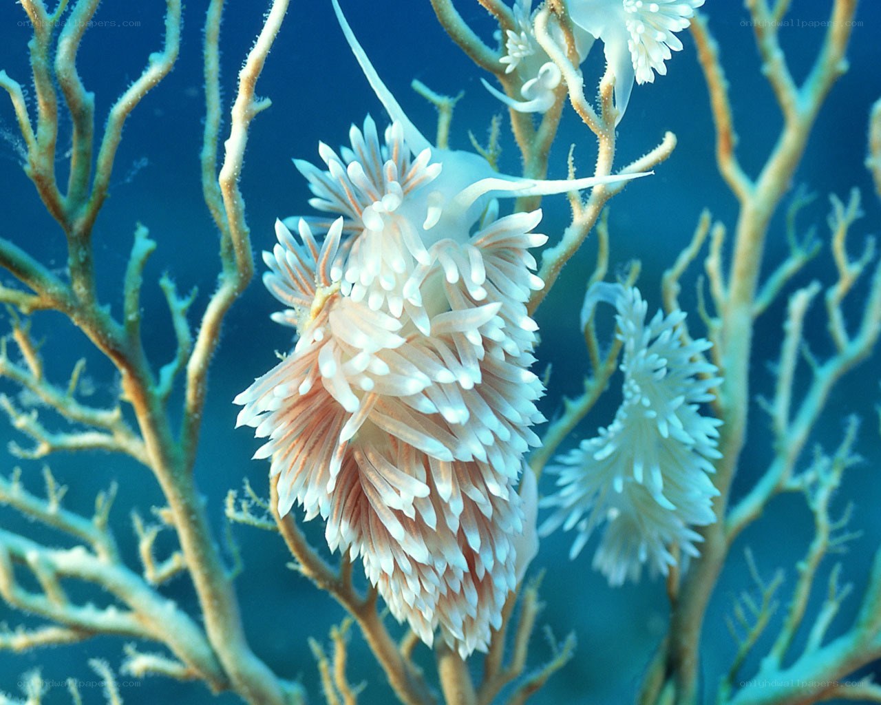 Nudibranch on coral reef