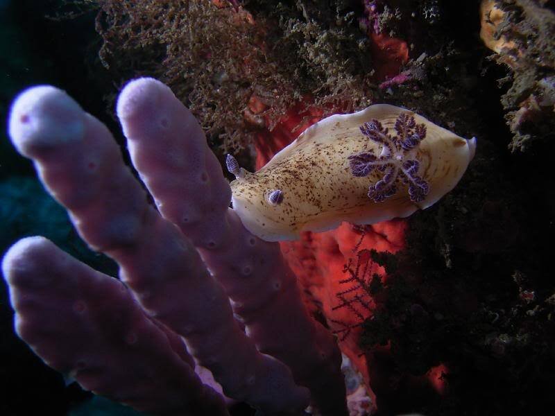 Nudibranch on Coral
