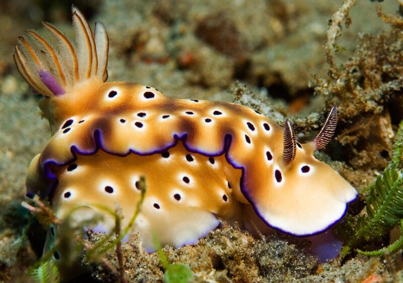 Nudibranch Sea Slug — Orange