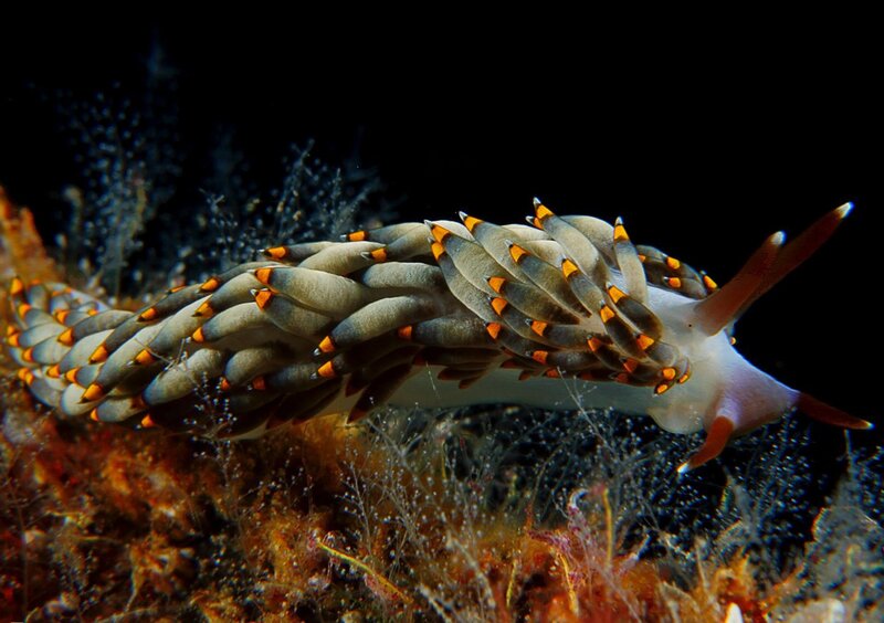 Nudibranch Sea Slug — White