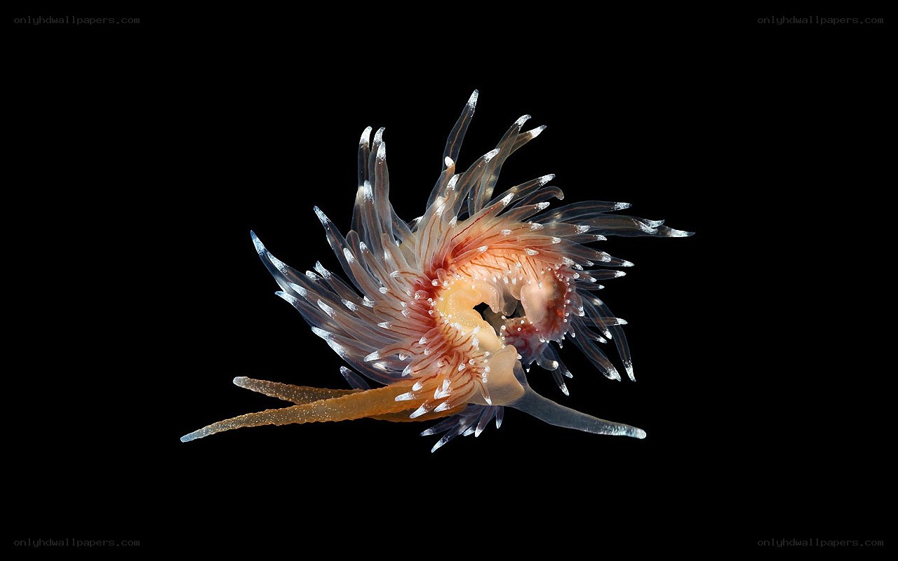 Nudibranch sea slug